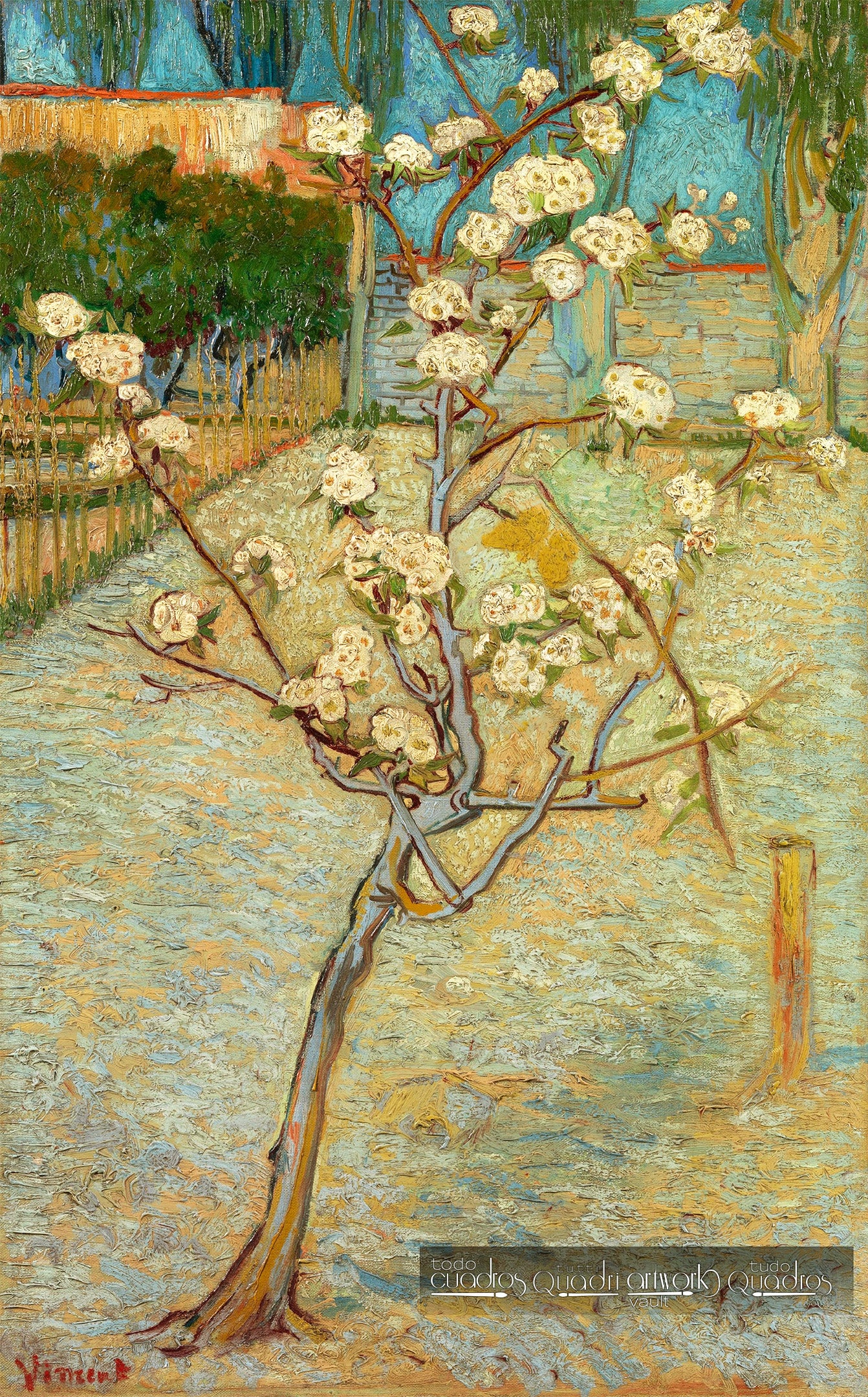 Pereira em flor