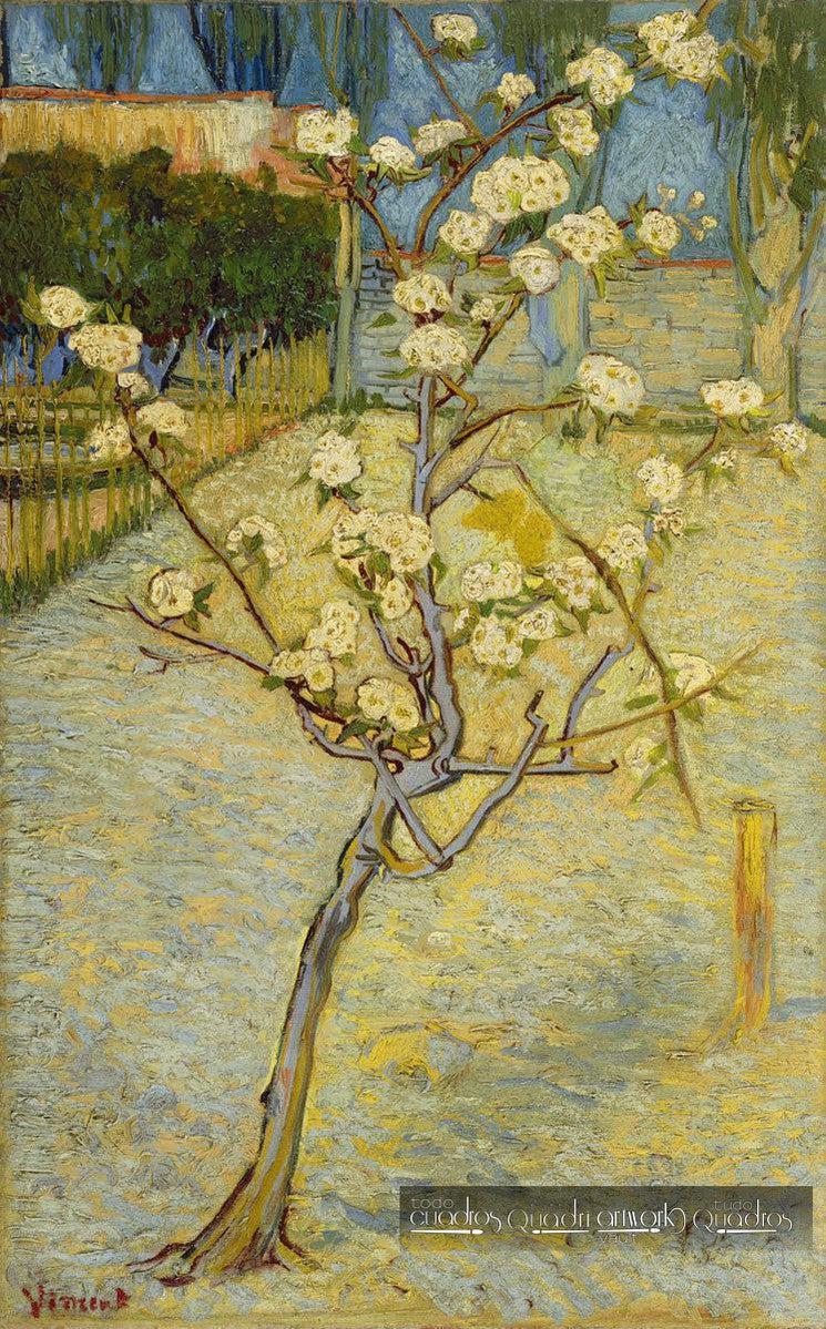 Pereira em flor